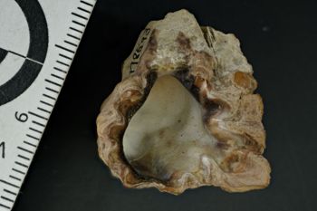 Media type: image;   Malacology 178593 Description: Digital documentation photo of dry specimen.;